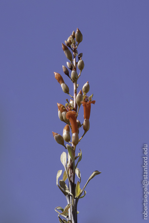 Desert Biogeography of Joshua Tree National Park